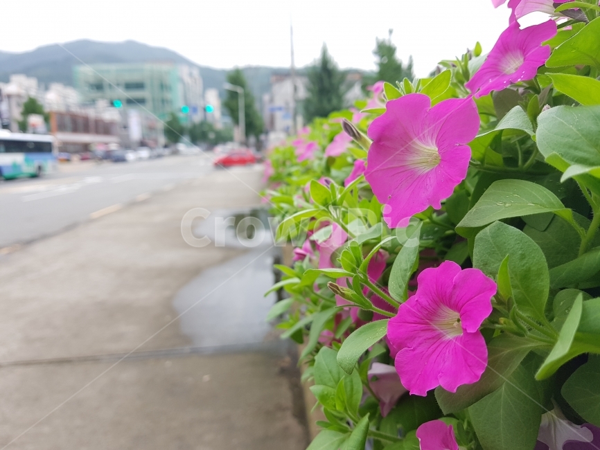 나팔꽃,꽃,flower,morningglory,여름,summer,식물,자연,plants,nature,꽃,flower
