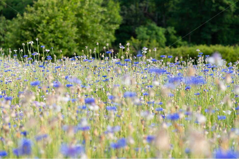 꽃,풀,자연,flowers,natural,수레국화,식물,자연,plants,nature,꽃,flower