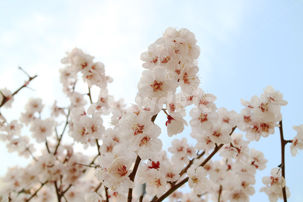 벚꽃,봄,꽃,꽃송이,분홍,분홍꽃,벚나무,클로즈업,식물,자연,아름다움,봄,계절,spring,season,식물,자연,plants,nature,꽃,flower,plant