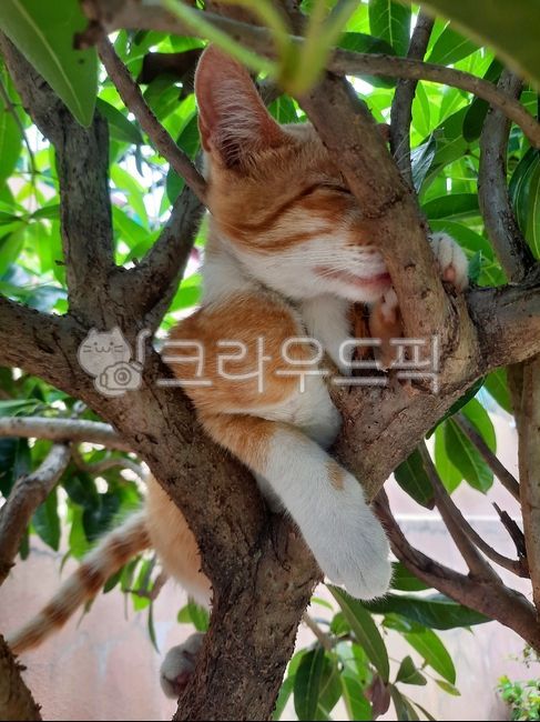 고양이,고양이잠,고양이나무,나무에서잠,귀여운고양이