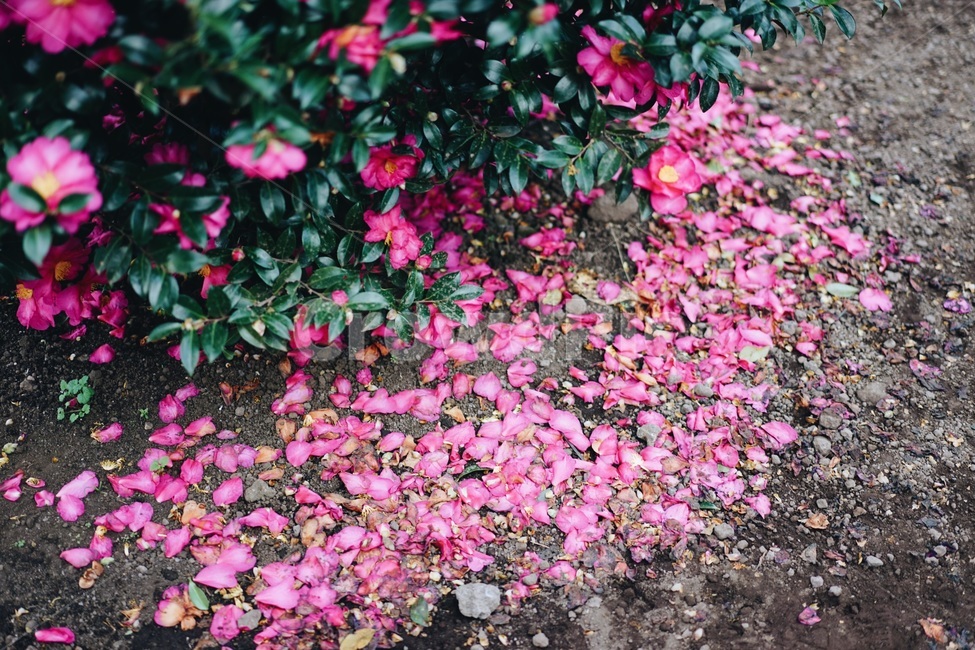 동백꽃,동백나무,제주도,꽃,식물,blossom,flower,plant,식물,자연,plants,nature,꽃,flower