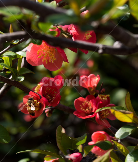 동백꽃,벌,봄꽃,빨강,빨강꽃,봄,봄,계절,spring,season,식물,자연,plants,nature,꽃,flower,plant