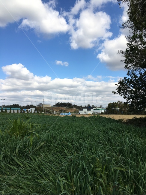 nature,자연,outdoors,옥외,weather,날씨,plant,식물,grass,잔디,field,들,grassland,목초지
