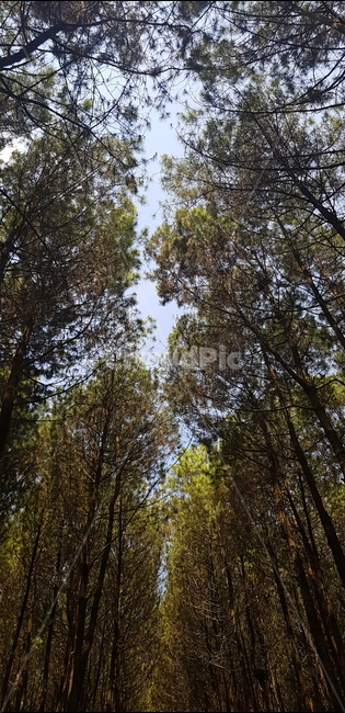 나무,식물,plant,tree,숲