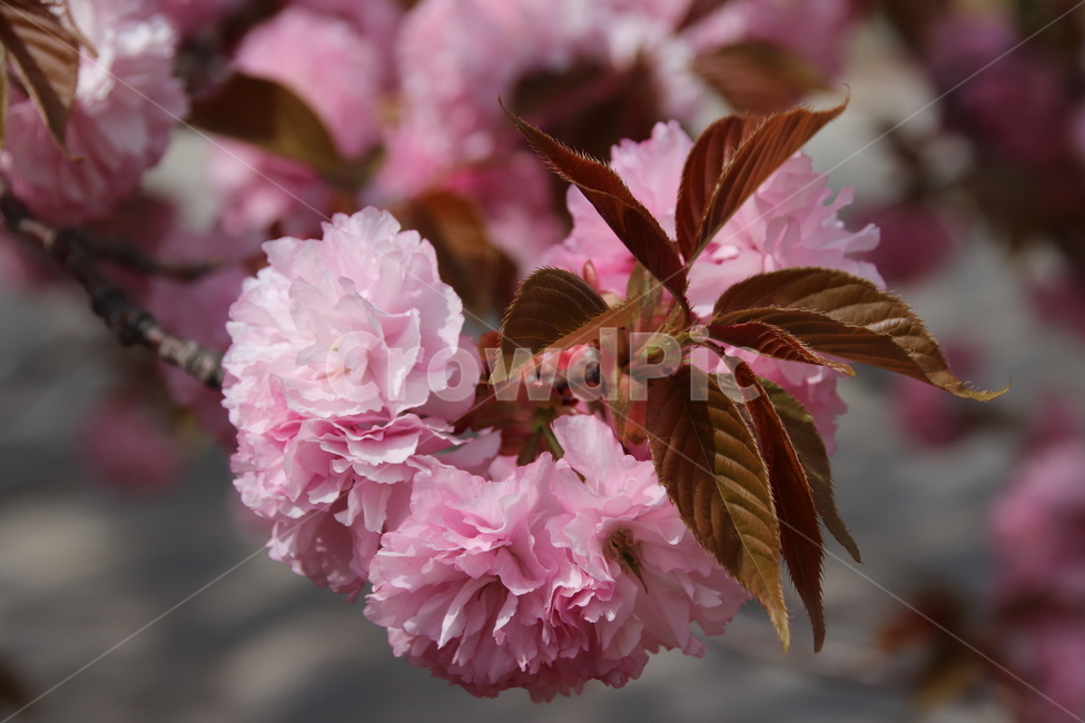 왕벚꽃,겹벚꽃,벚꽃,꽃,자연,봄,계절,spring,season,식물,자연,plants,nature,꽃,flower,plant,blossom,geranium,제라늄