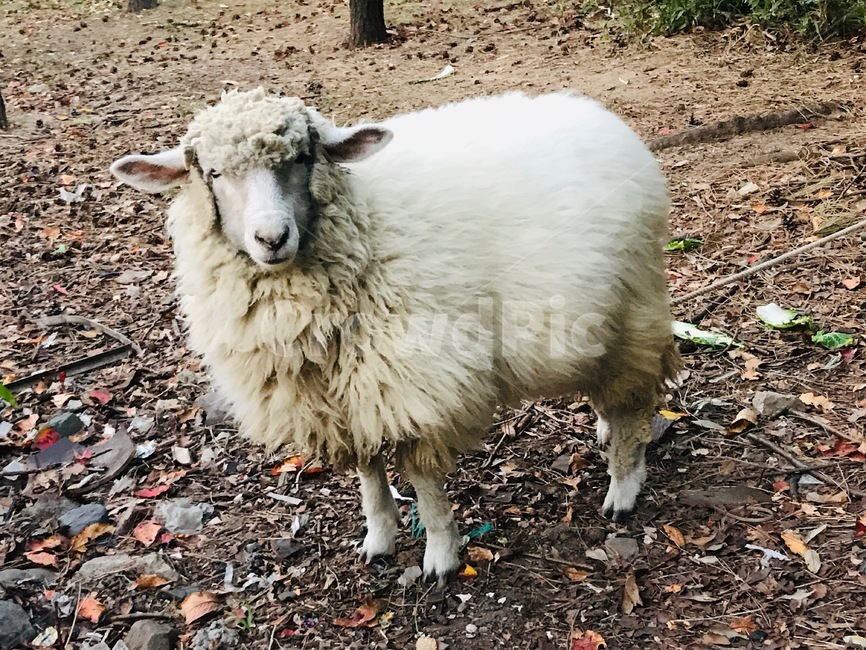 animal,동물,sheep,양,mammal,포유류,tree,나무,plant,식물,동물,animal,포유류,mammal