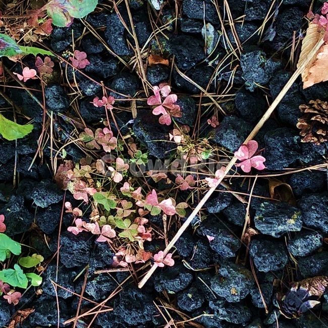 leaf,잎,네잎클로버,식물,ground,바닥,자갈,돌맹이,돌,나뭇가지,풀