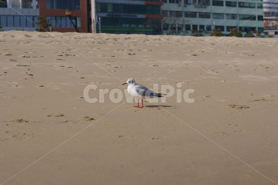 남해안,새,갈매기,seagull,birds,갈매기떼,새떼,파도,바다,모래,모래사장,해안,sand,sea,따뜻한,감성,낭만,feeling,한국자연풍경,자연,풍경,nature,blue,조류,animal,바닷가,하늘,자유,부산,landscape,동물,animal,조류,새,birds