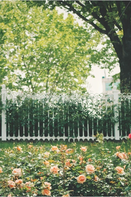 장미,rose,꽃,flower,봄,spring,식물,자연,plants,nature,꽃,flower,나무,trees,wood,감성,sensible,feeling