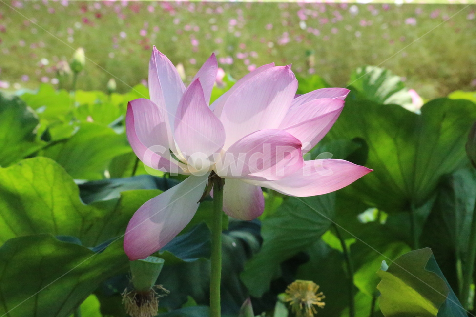 꽃,연꽃,화사함,축제,연잎
