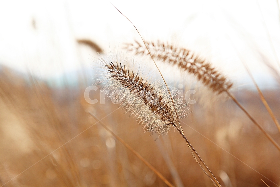 강아지풀,강아지풀꽃,꽃,잡초,가을,풀,공원,야외,가을,계절,fall,autumn,season,식물,자연,plants,nature