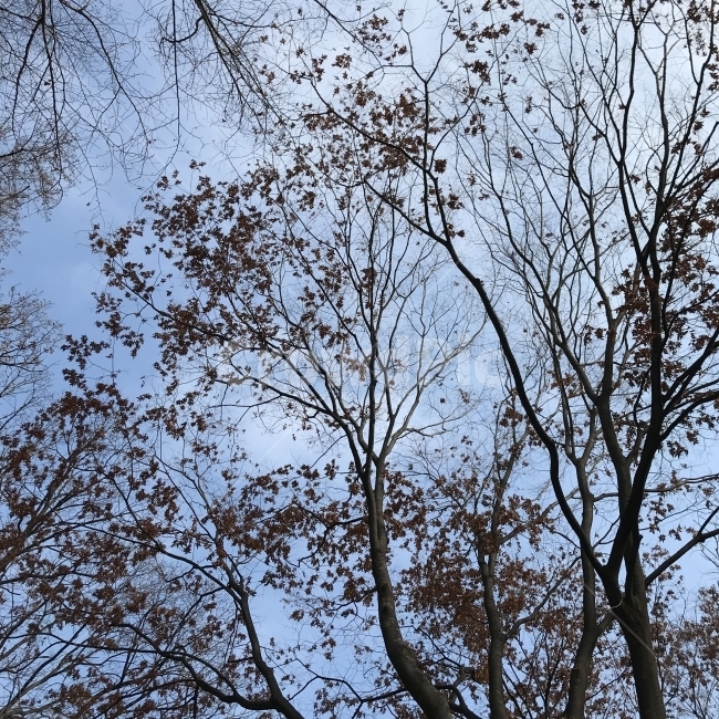 풍경,landscape,자연,nature,하늘,sky,계절,season,겨울,winter,나무,tree,자연경관,배경,겨울,계절,winter,season,식물,자연,plants,nature,나무,trees,wood