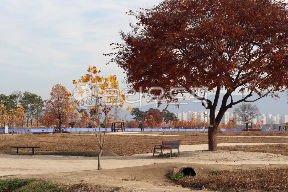 Bench,Hangang Park,bench,plant,tree,autumn,Guri Hangang Citizens Park