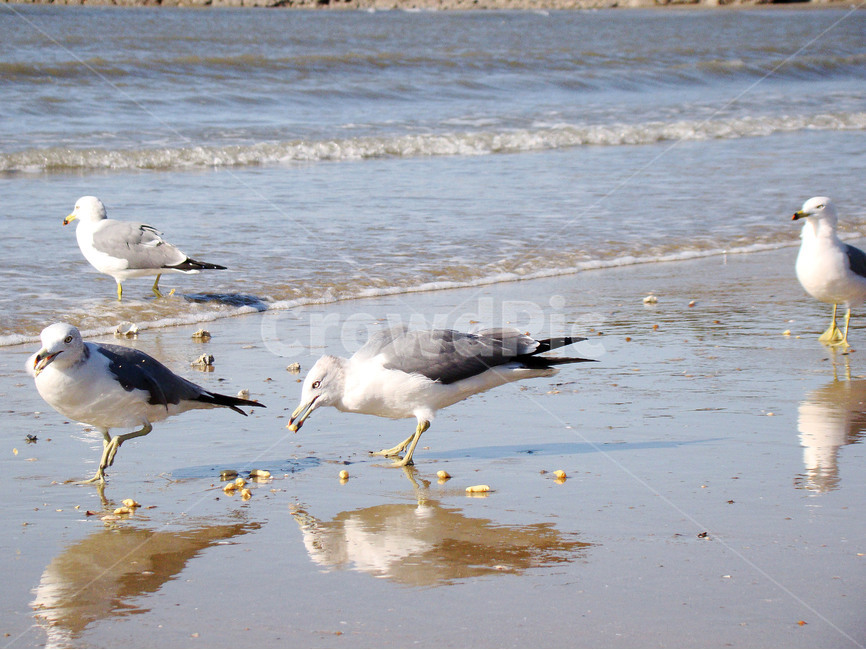 바다,갈매기,새,조류,파도,동물,animal,조류,새,birds