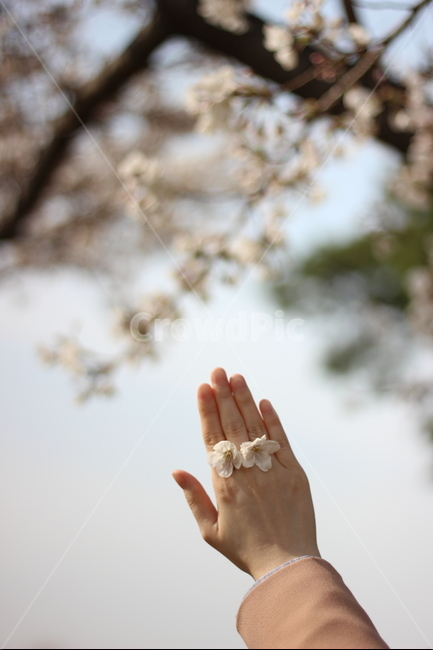 봄,봄꽃,벚꽃,꽃,spring,springtime,cherryblossom,landscape,scenery,flower,picture,풍경,손,hand,봄,계절,spring,season,꽃,flower,감성,sensible,feeling