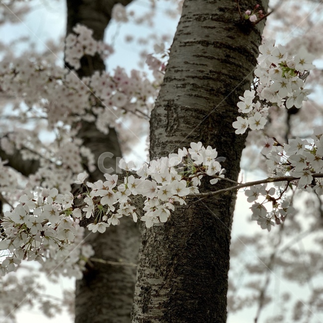 벚꽃,벚꽃나무,꽃,봄,자연,식물,자연,plants,nature,꽃,flower