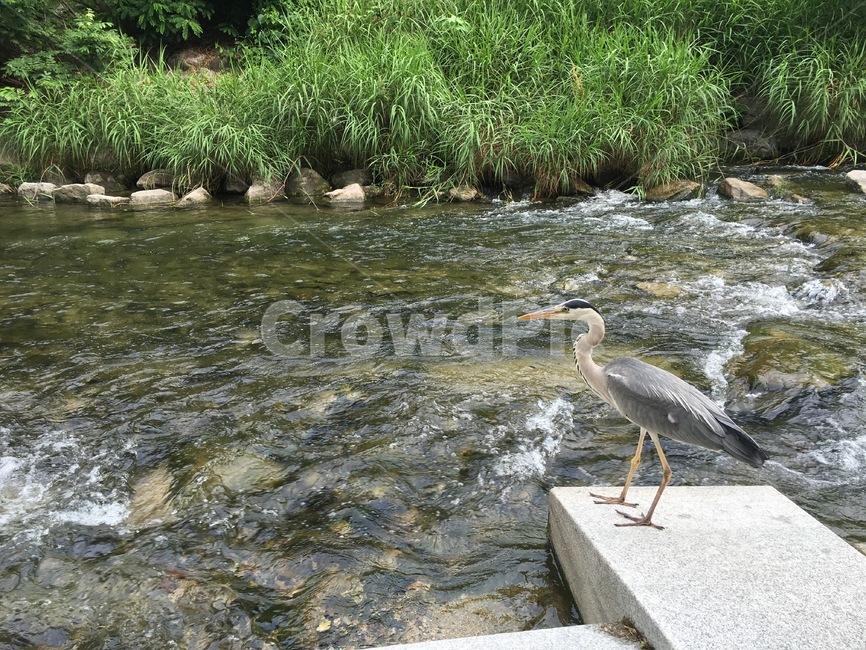 청계천,새,물,동물,bird,water