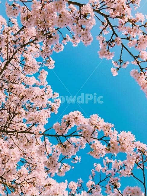 꽃,벚꽃,벚나무,자연,하늘,스카이,식물,나무,flower,nature,plants,감성,blossom,sky