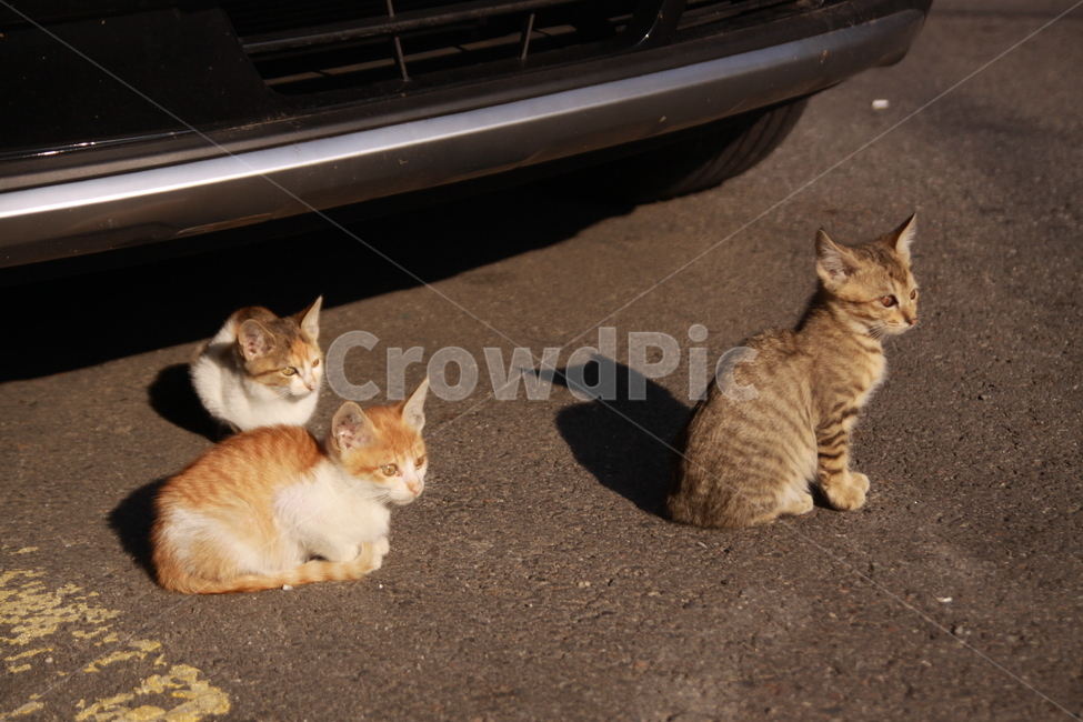 동물,고양이,길냥이,시선,cat,동물,animal,포유류,mammal,고양이,cat,kitten,kitty