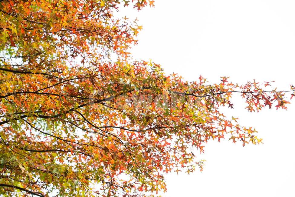leaf,잎,plant,식물,tree,나무,maple,단풍,가을,가을,계절,fall,autumn,season