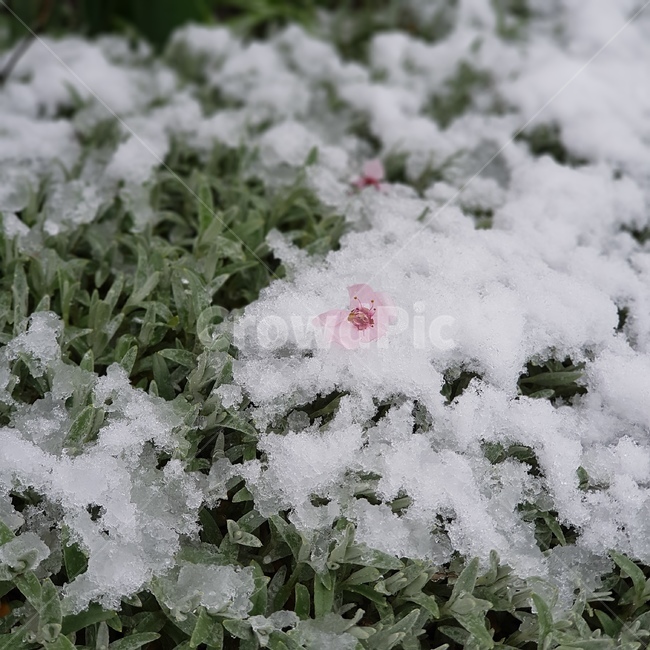 눈꽃,눈,풀,꽃,빙수,눈위의꽃,겨울,계절,winter,season