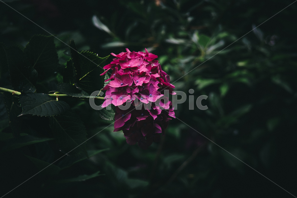 수국,꽃,자연,식물,여름,색감,식물,자연,plants,nature,꽃,flower