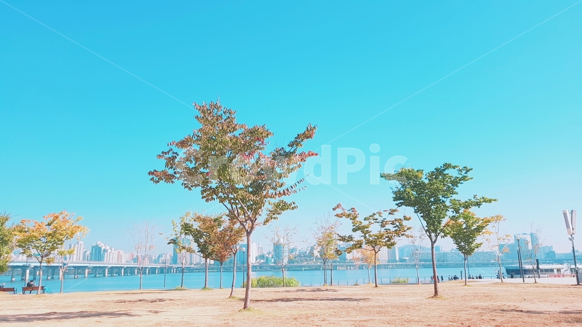 여름,summer,파랑,하늘,나무,한강,푸른하늘
