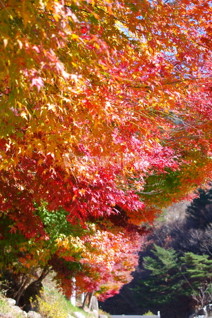 가을,가을풍경,초겨울,풍경,leaf,잎,plant,식물,tree,나무,maple,단풍
