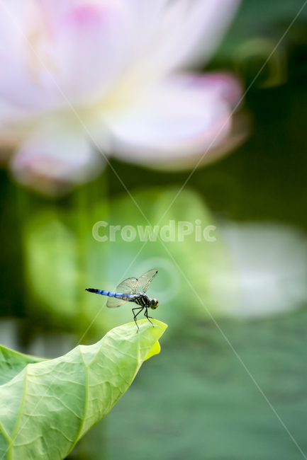 연잎,잠자리,여름,곤충,animal,식물,자연,plants,nature,곤충,벌레,insect,bug