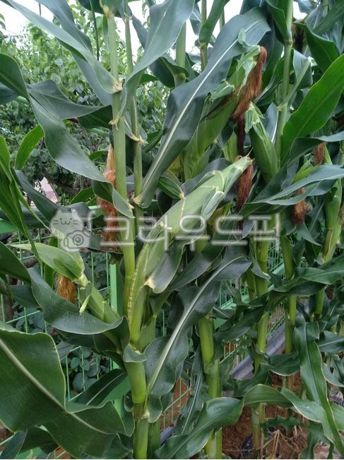 옥수수,옥수수밭,옥수수재배,옥수수수염,농작물,곡물