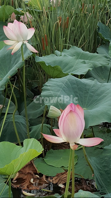 식물,꽃,flower,plant,연꽃,여름