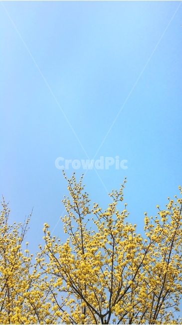 봄,하늘,노란색,봄꽃,봄이미지,봄,계절,spring,season