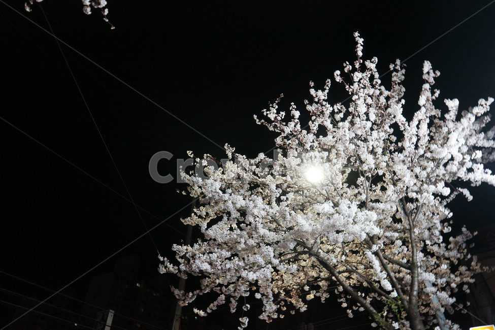 벚꽃,밤,밤벚꽃,벚꽃축제,꽃