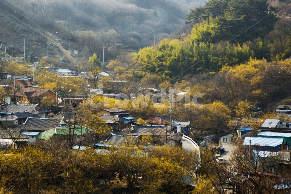 현천마을,구례산수유축제,구례,산수유,풍경,봄,계절,spring,season,시골,마을,풍경,landscape,country,rural,town,경치,nature,자연,outdoors,옥외,scenery