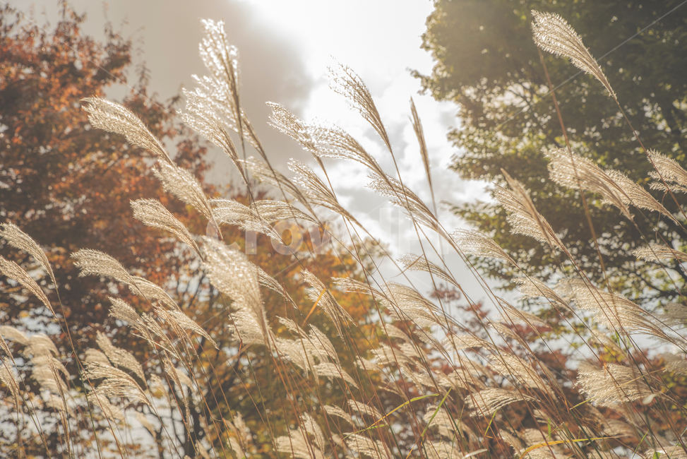 식물,억새,가을,grass,plant,가을,계절,fall,autumn,season,감성,sensible,feeling