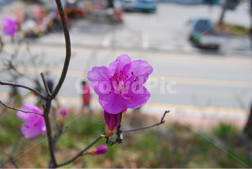진달래,강화도축제,진달래축제,봄,4월,식물,자연,plants,nature,꽃,flower
