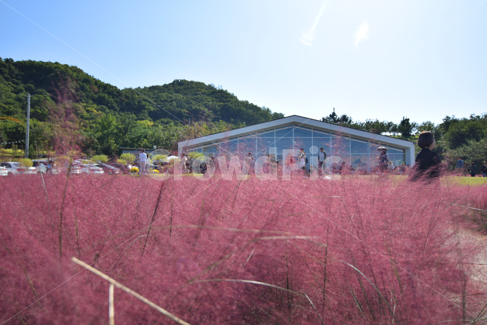 가을,여름,핑크뮬리,꽃,풍경,경치,자연,맑음,하늘,가을,계절,fall,autumn,season,nature,outdoors,옥외