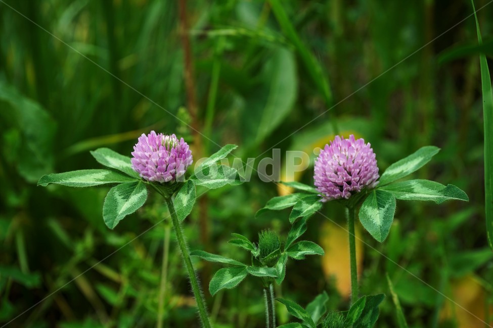 토끼풀,붉은토끼풀,귀화식물,풀,클로버,crimsonclover,grass,green,nature,plant,redclover,trifolium