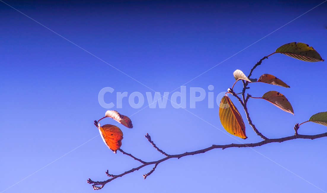 낙엽,단풍,나무,가을,식물,나뭇가지,가을,계절,fall,autumn,season,식물,자연,plants,nature,나무,trees,wood,leisure activities,레저 활동,adventure,모험