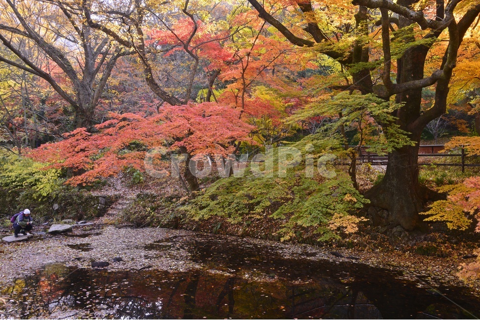 고창,선운사,도솔천,선운사추색,선운사가을,추색,가을,도솔천가을,반영,plant,식물,tree,나무,person,사람,human,인간,maple,단풍,가을,계절,fall,autumn,season,자연,풍경,nature,landscape