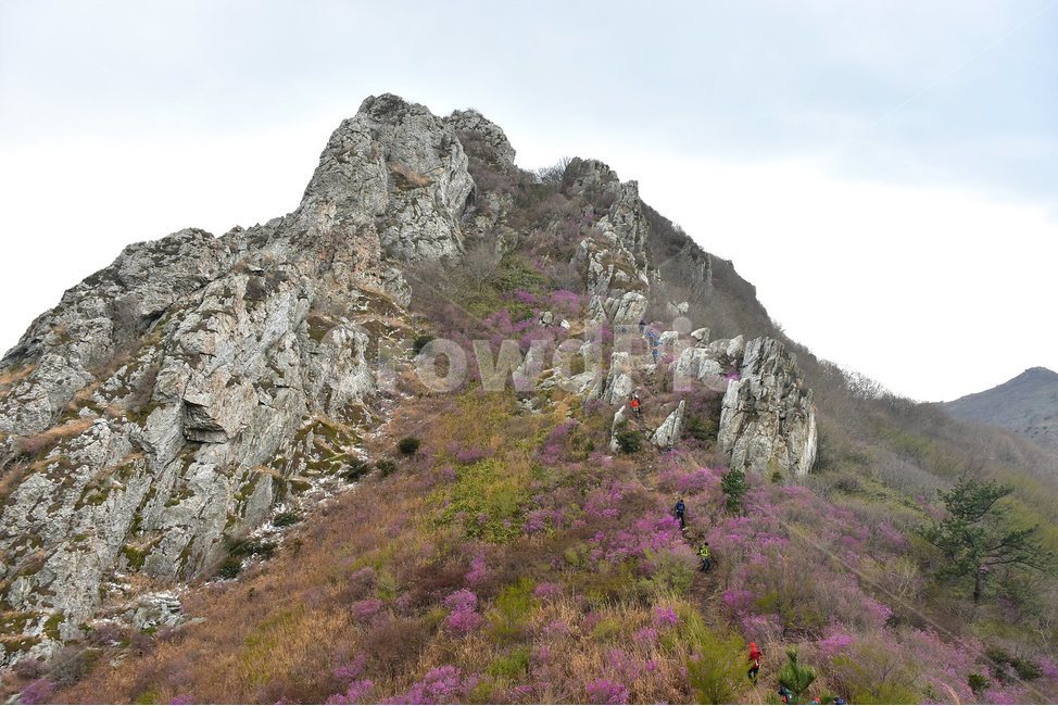 주작산,덕룡산,종주,진달래,풍경,기암,바위,비경,봄풍경,진달래꽃,강진,명산,산행,등산,마운틴,힐링,mountain,landscape,자연,natural,봄,계절,spring,season,자연,풍경,nature,landscape,한국자연풍경,한국자연경관,korea nature landscape,outdoors,옥외,cliff,낭떠러지