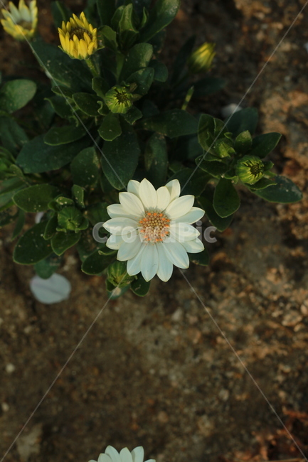 꽃,봄꽃,식물,flower,plants,봄,계절,spring,season,식물,자연,plants,nature,꽃,flower,plant