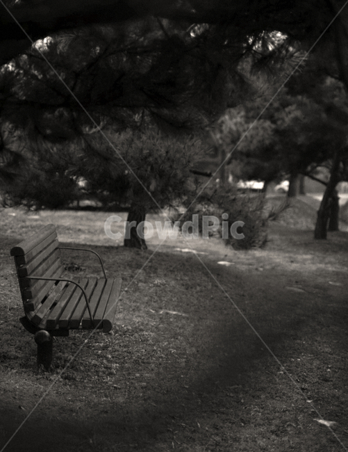 벤치,흑백,모노톤,숲속,나무,자연,풍경,nature,landscape,흑백,모노톤,monochrome,black and white,bench