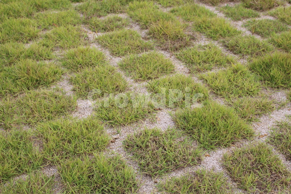 grass,잔디,plant,식물,야외,배경,바닥