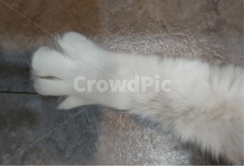 고양이,애완동물,반려묘,고양이발,동물,cat