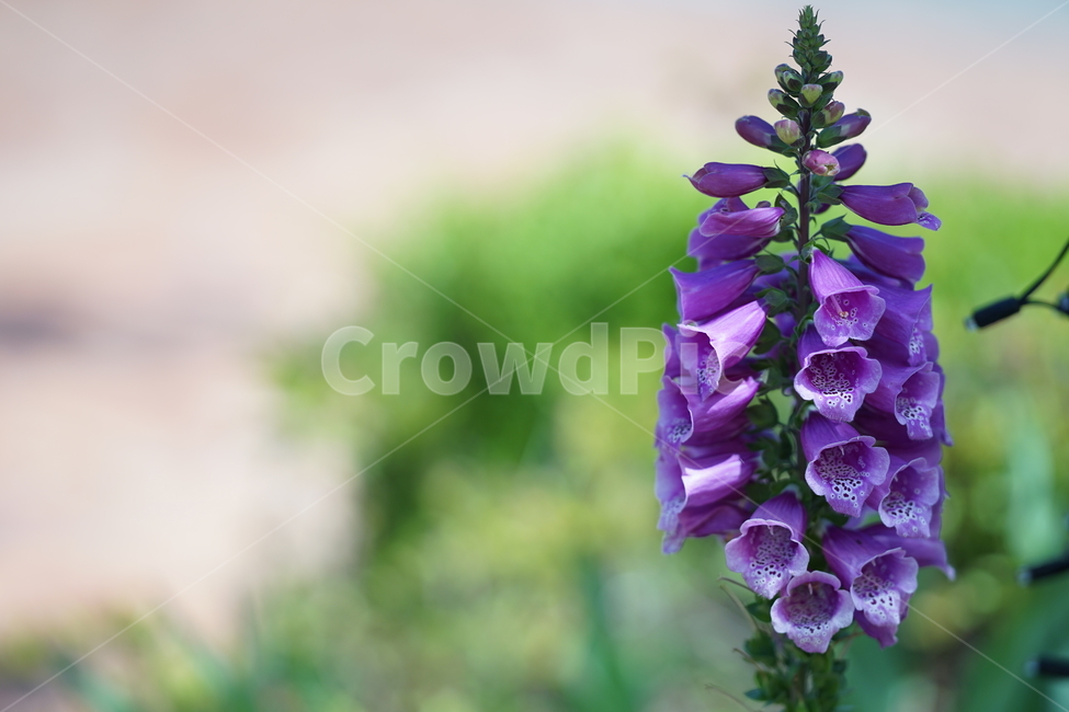 꽃,플라워,화원,화단,자연,보라색,보랏빛,바이올렛,보라,색감,컬러,칼라,flower,식물,풍경,식물,자연,plants,nature,꽃,flower