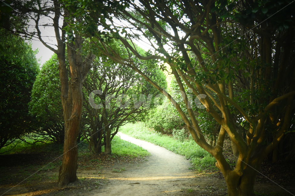 오솔길,나무,산책,산책로,길,숲,green,tree,leaf,leaves,healing,forest,wood,thewoods,smooth,peaceful,path,lane,trail,walk,relaxing