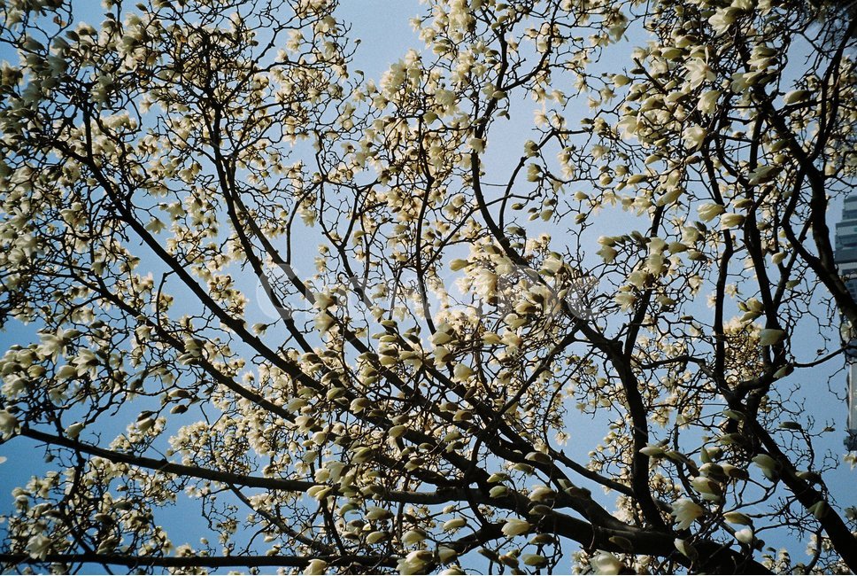 목련,봄,봄꽃,spring,magnolia,경칩,입춘,우수,꽃나무,film,필름사진,tree,나무,식물,plant,flower
