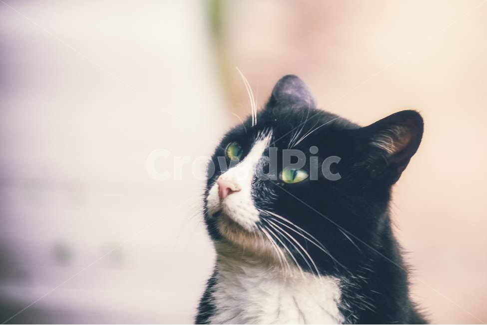 고양이,길냥이,캣,귀여운,예쁜,길고양이,숩,산책,우연히,동물,animal,포유류,mammal,고양이,cat,kitten,kitty,감성,sensible,feeling
