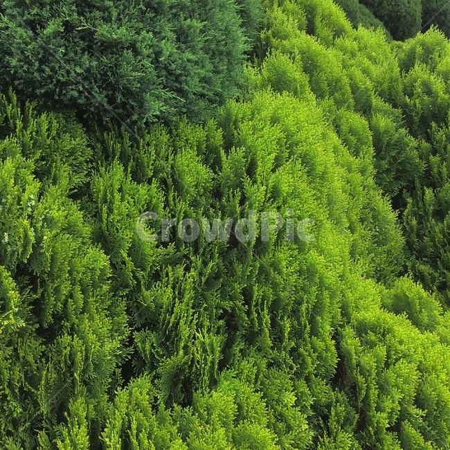 자연,힐링,나무,숲,감성,forest,healing,tree,nature,자연,풍경,nature,landscape,식물,plants,나무,trees,wood,vegetation,초목,plant,bush,부시,outdoors,옥외,land,땅,jungle,밀림